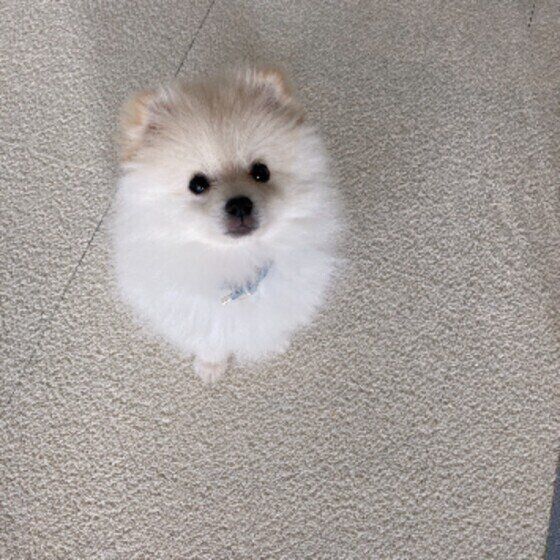 ポメラニアンのラルスくん