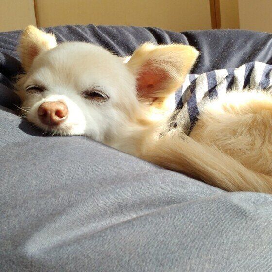 チワワのビスコくん♪