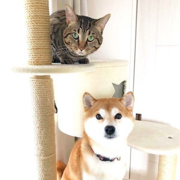 見つめるゆうくんと、とろくん