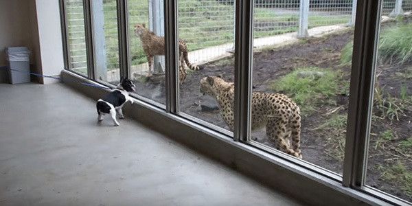 チーターとフレンチ・ブルドッグ