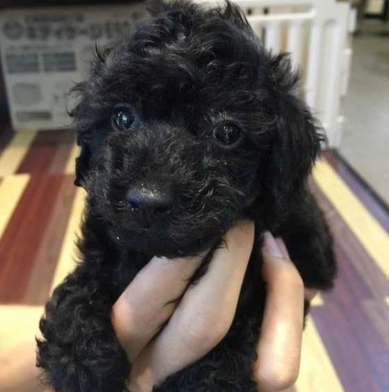 キラキラお目めのnicoちゃん