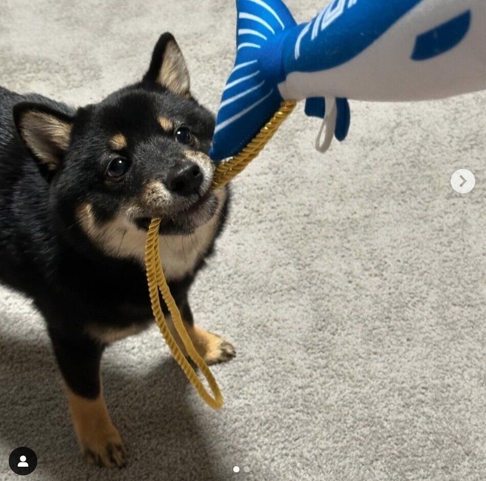 おもちゃで遊ぶはちまるくん