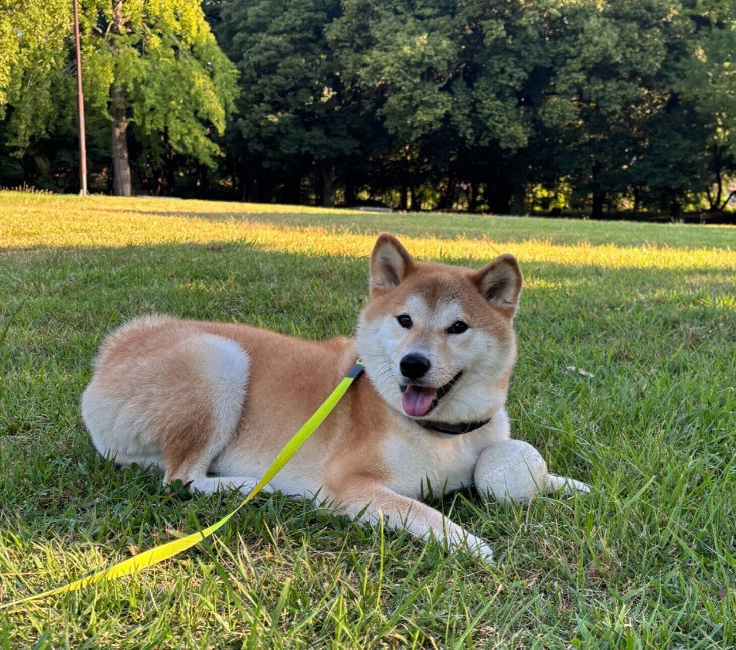 散歩を楽しむ会長さん