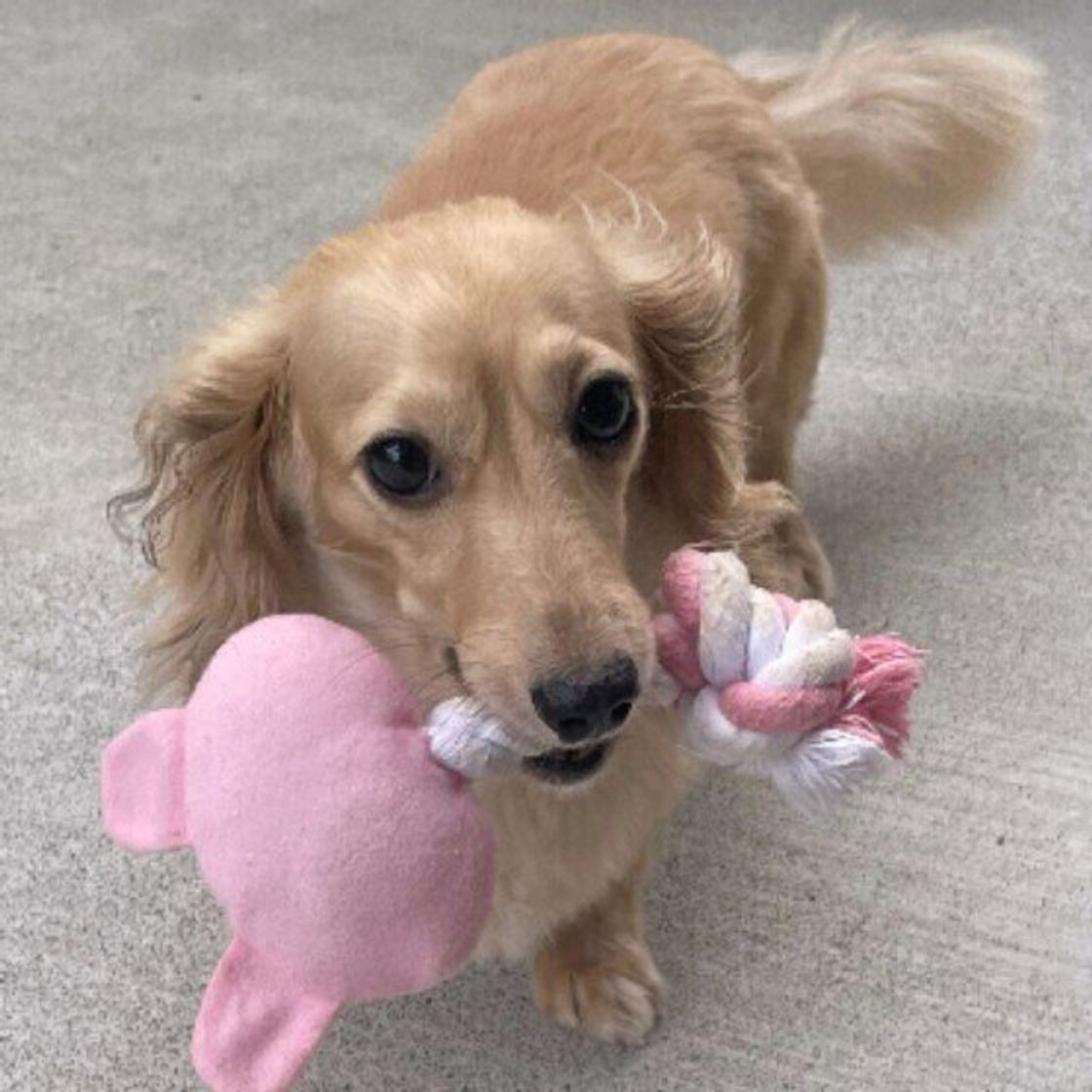 おもちゃを持ってくる 犬が 飼い主と遊びたいとき のサインとは いぬのきもちweb Magazine おもちゃを持ってくる 犬が 飼い主と遊びたいとき のサインとは いぬのきもちweb Magazine