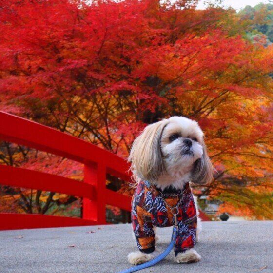 真っ赤な紅葉と犬