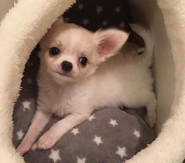 見つめるチワワ