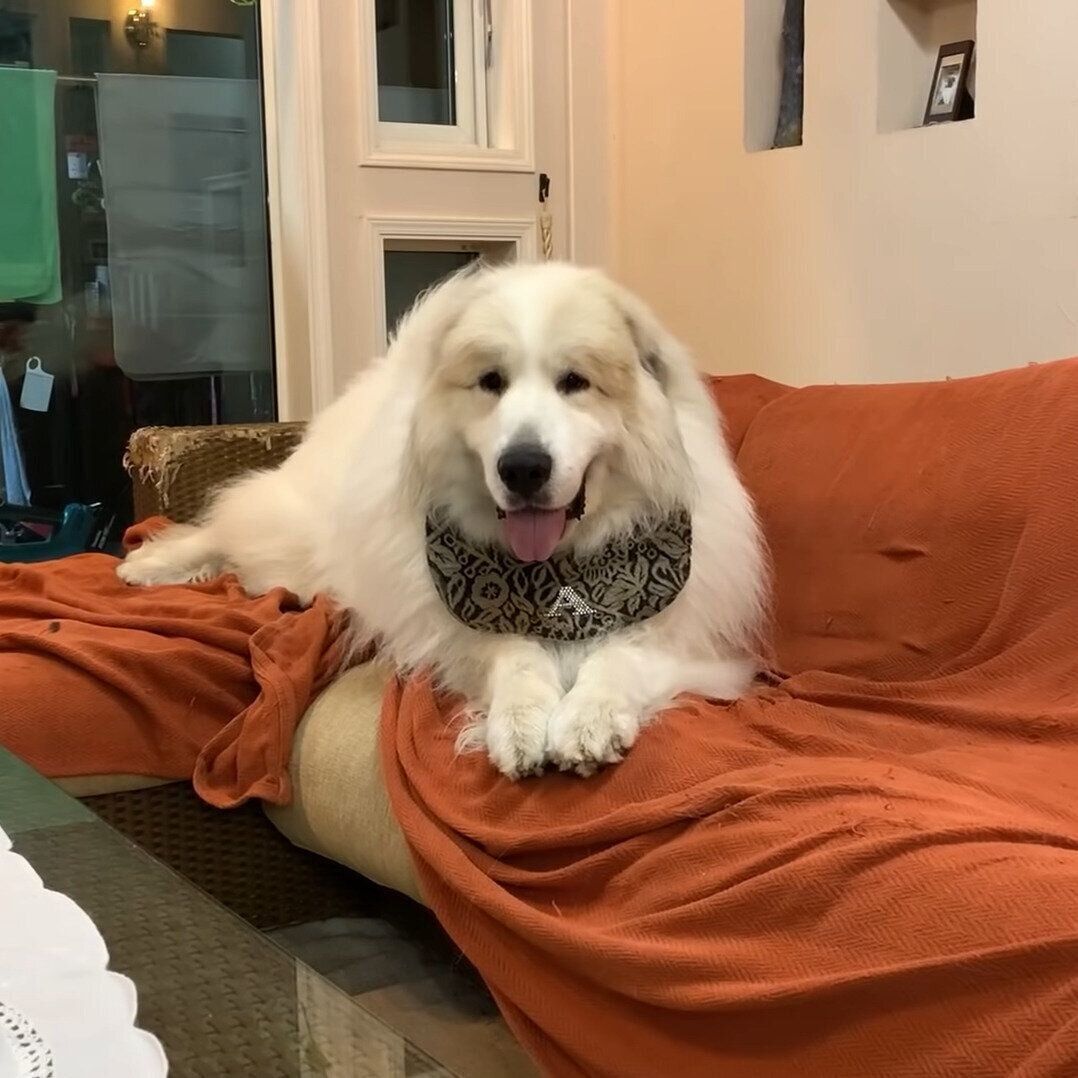 ご機嫌なアラン君