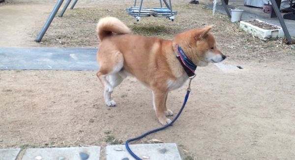 タップダンスをする柴犬