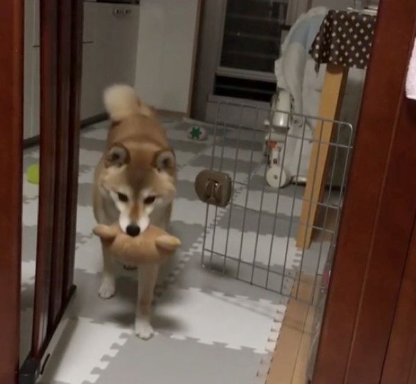 遊んでほしいと静かにアピールする柴犬