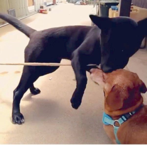 大きな犬に立ち向かうミニチュア・ダックスフンド