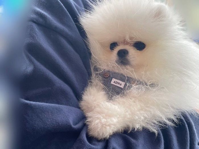 ハーネスをつけるとろろくん