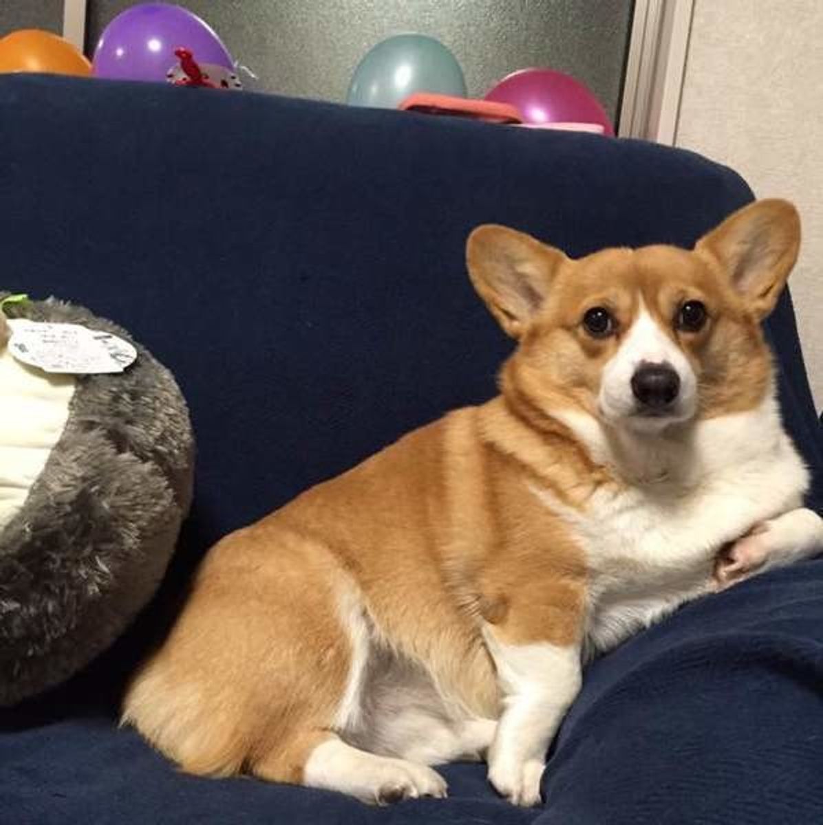 かゆいときだけじゃない 犬が かきかき する意外なきもち いぬのきもちweb Magazine かゆいときだけじゃない 犬が かきかき する意外なきもち いぬのきもちweb Magazine
