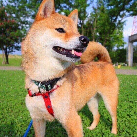 柴犬のあんこちゃん