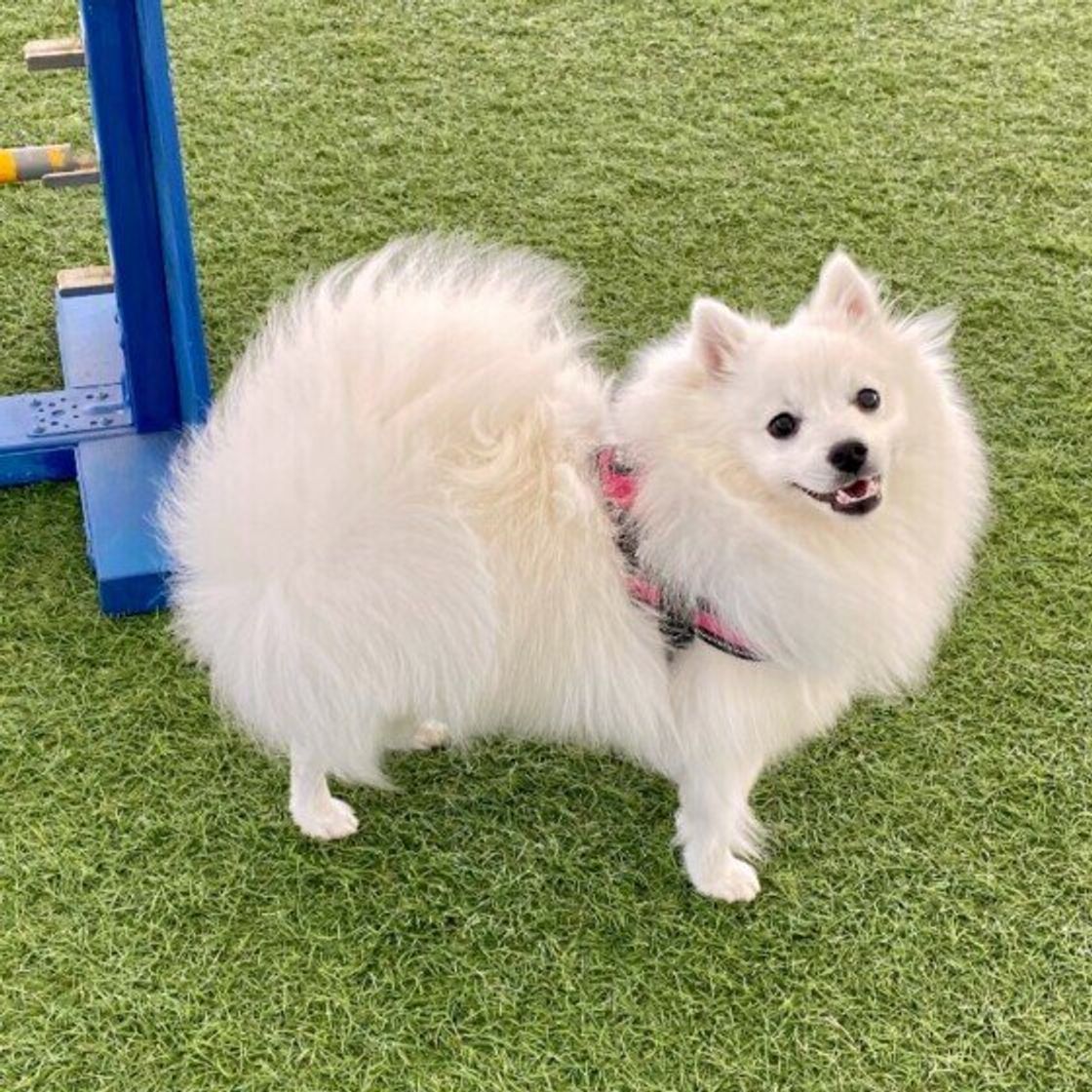 白くてモフモフの犬種6選 思わず抱きしめたくなる いぬのきもちweb Magazine 白くてモフモフの犬種6選 思わず抱きしめたくなる いぬのきもちweb Magazine