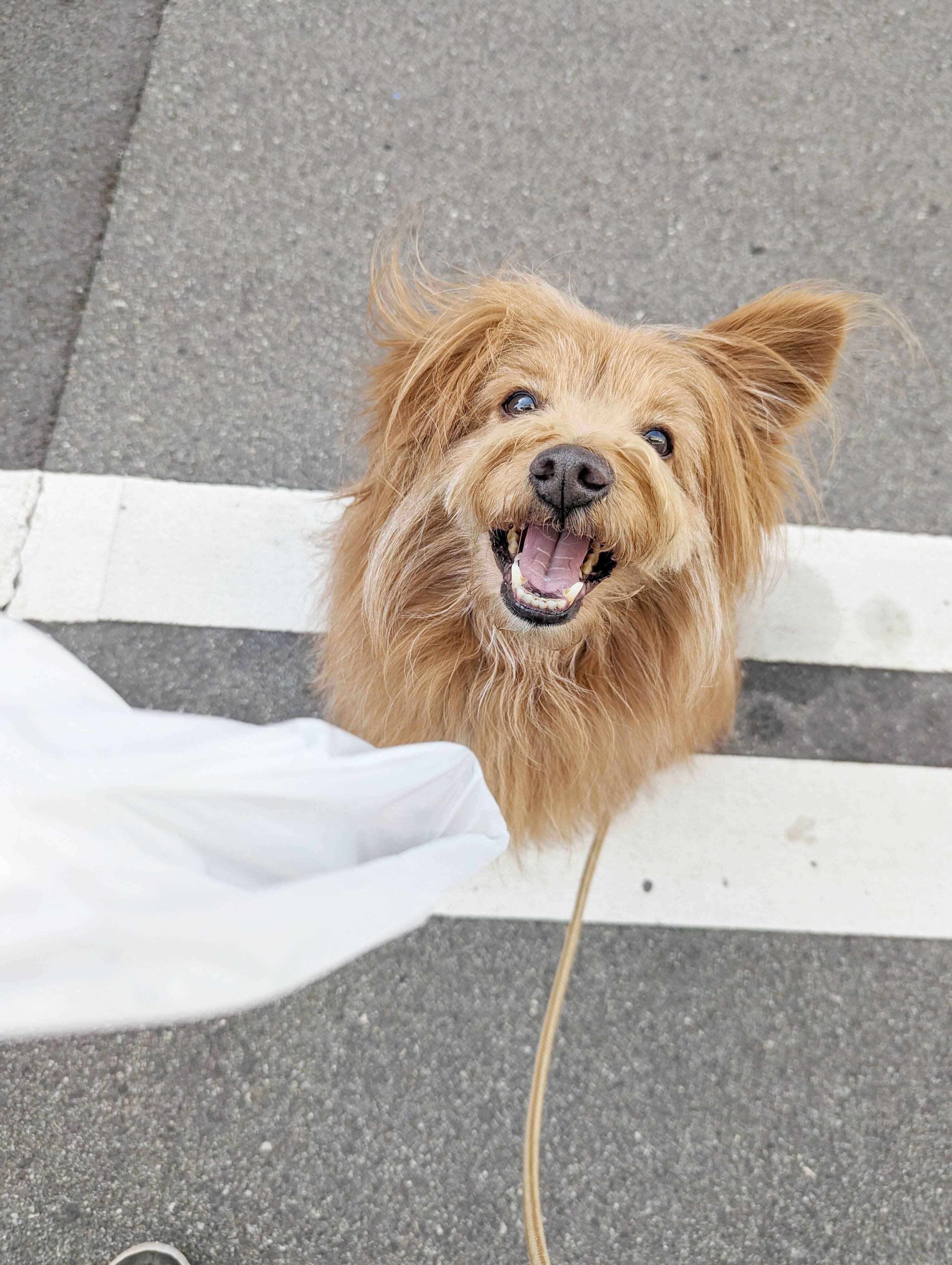 焼き芋もらって喜ぶ犬の写真