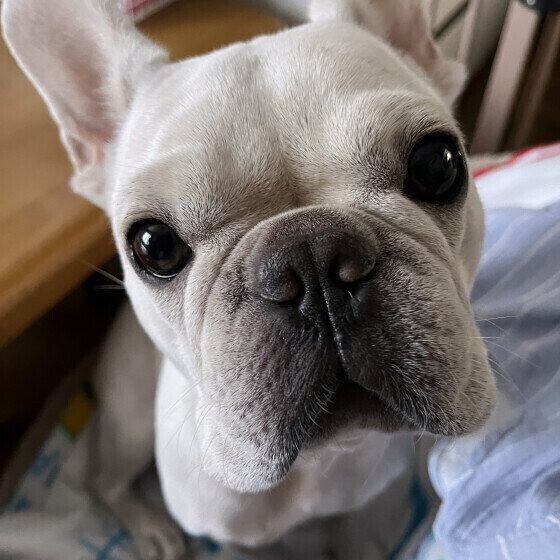 犬がウンチを食べるのをやめさせたい! 犬の食糞症で考えられる病気と対処法 いぬのきもち