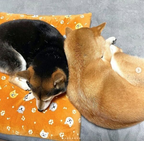 仲良く眠るごまちゃんとつくねちゃん