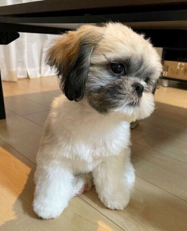 パパさんのことが気になるおはぎちゃん