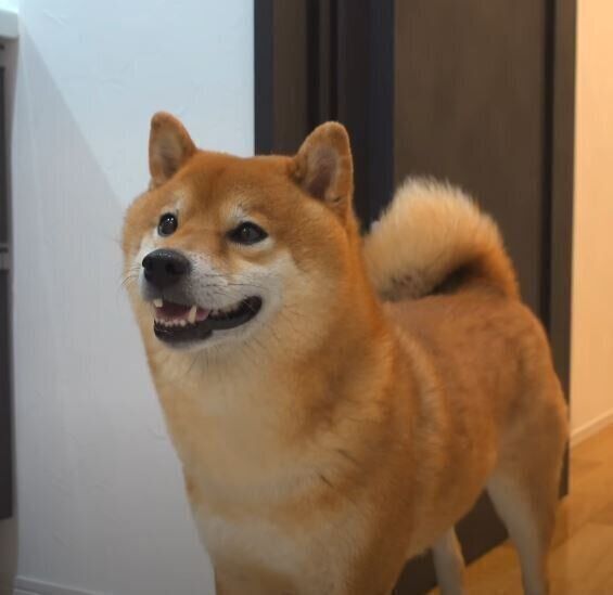 柴犬