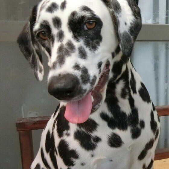 笑顔が可愛いダルメシアン