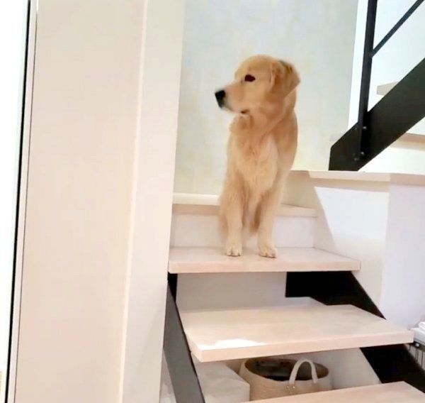 パパさんの帰宅を喜ぶアランくん