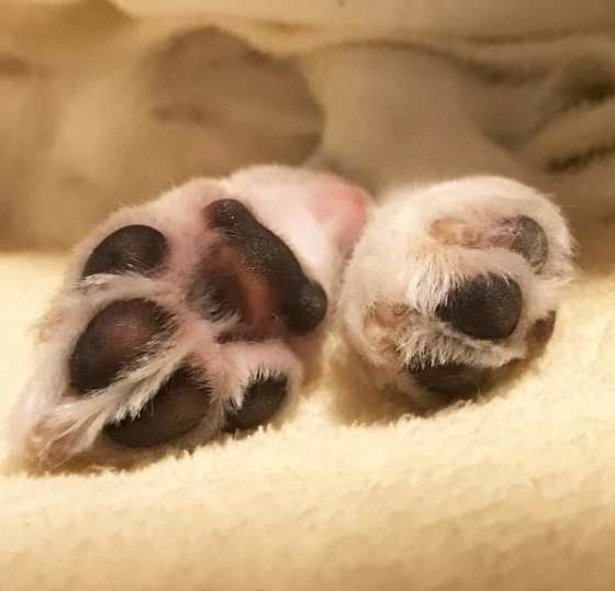 チワワ・ミルクくん・肉球