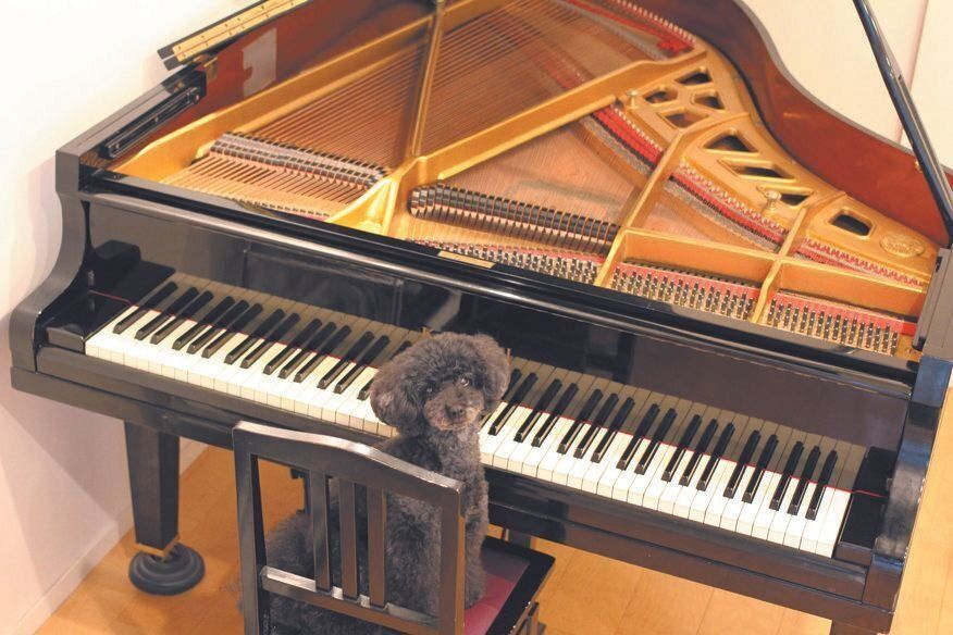 アイちゃん（メス・16才／3.3㎏／トイ・プードル／やさしくて穏やか）。音楽講師をしている飼い主のＫさん愛用のピアノにきちんと座ってポーズをとるアイちゃん。2017年の10才のとき