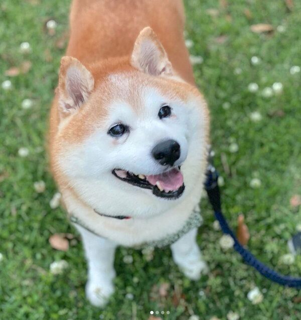 お散歩するポン太くん