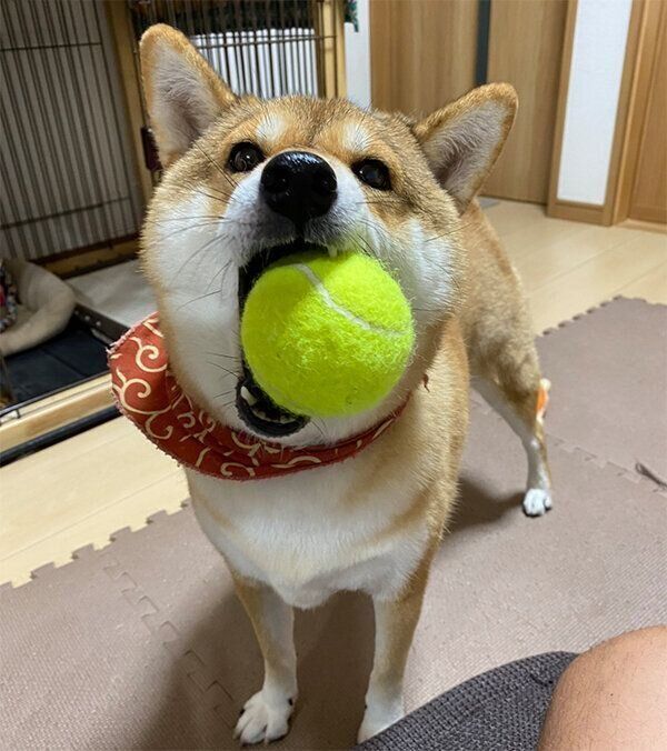 ボールをくわえるはるちゃん