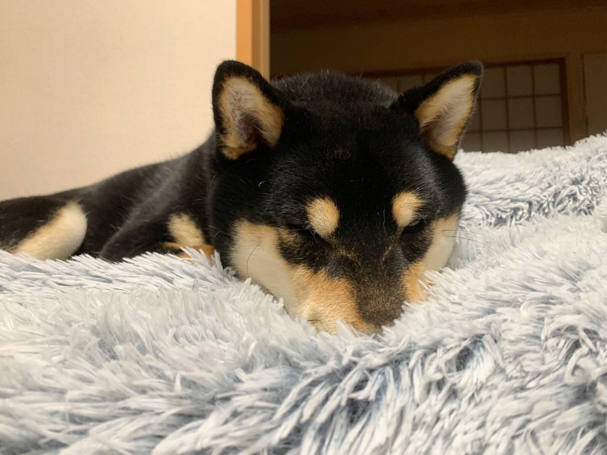 モフモフのソファーマットに顔を乗せるそらちよくん