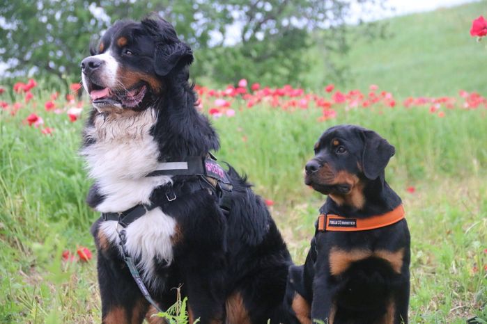 仲良しなセドリックくん、タイカンくん