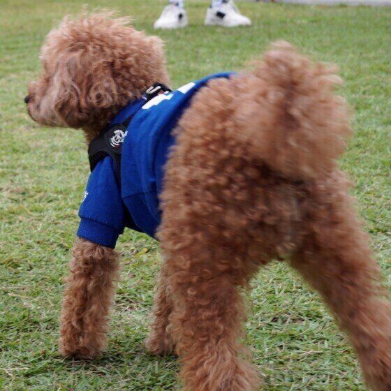 トイ・プードルのブルーノくん