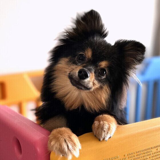 首をかしげるポメラニアン