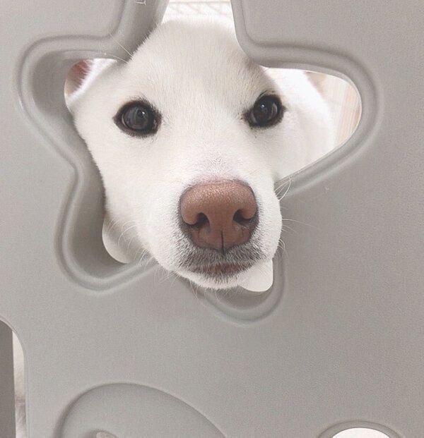 顔を出すもち吉くん