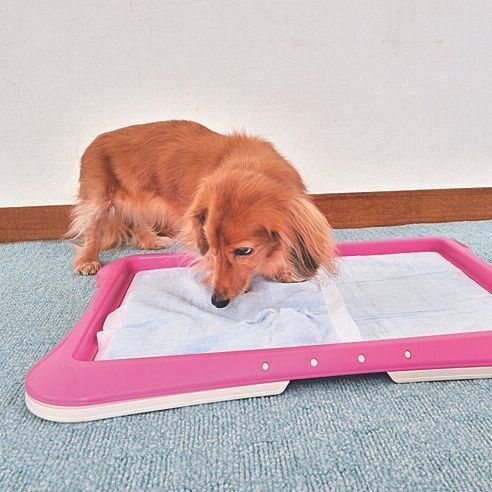 トイレシーツをカミカミ……