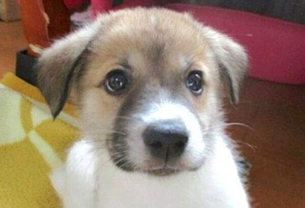 子犬時代のコロちゃん