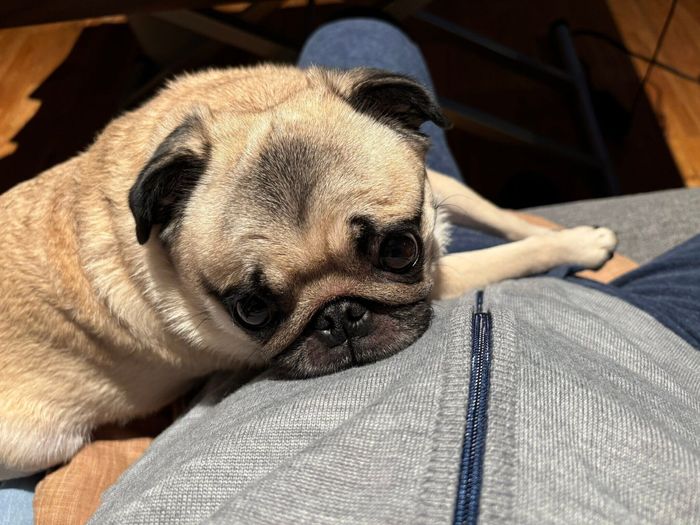 飼い主さんをじっと見つめるモンちゃん