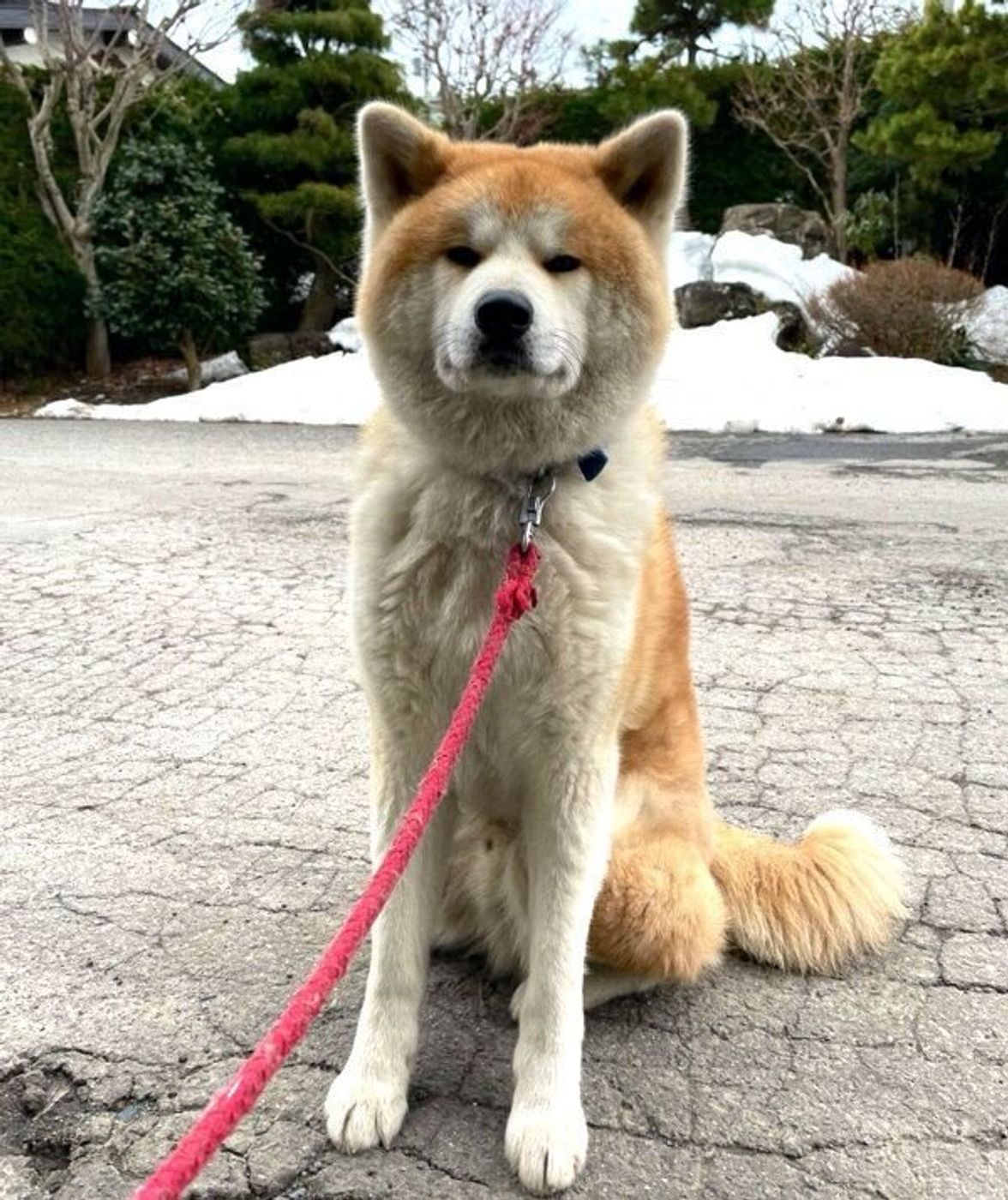 本当に秋田犬 と疑った子犬時代 4年後の現在の姿に驚き 成長ビフォー アフターが微笑ましい いぬのきもちweb Magazine 本当に秋田犬 と疑った子犬時代 4年後の現在の姿に驚き 成長ビフォー アフターが微笑ましい いぬのきもちweb Magazine