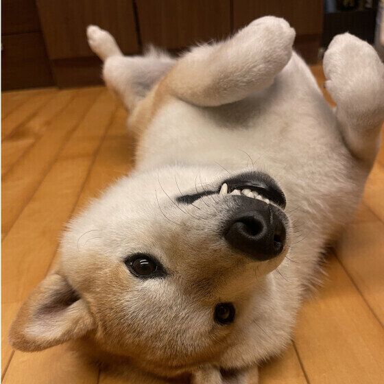 犬が人にみせるさりげない愛情表現とは？ 愛犬からのサインに気がつくポイント いぬのきもち