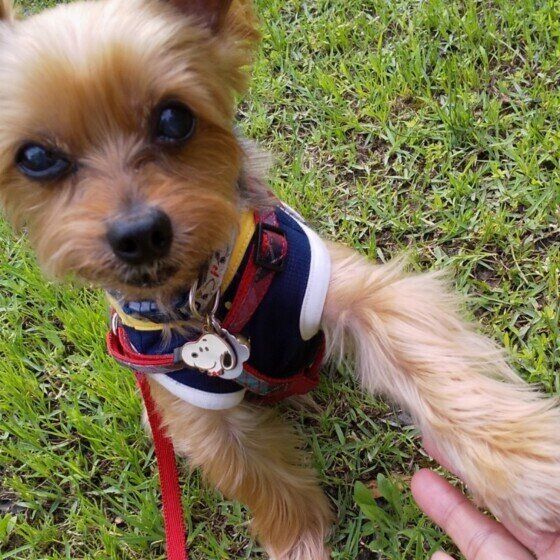 ヨークシャー・テリアのりんちゃん