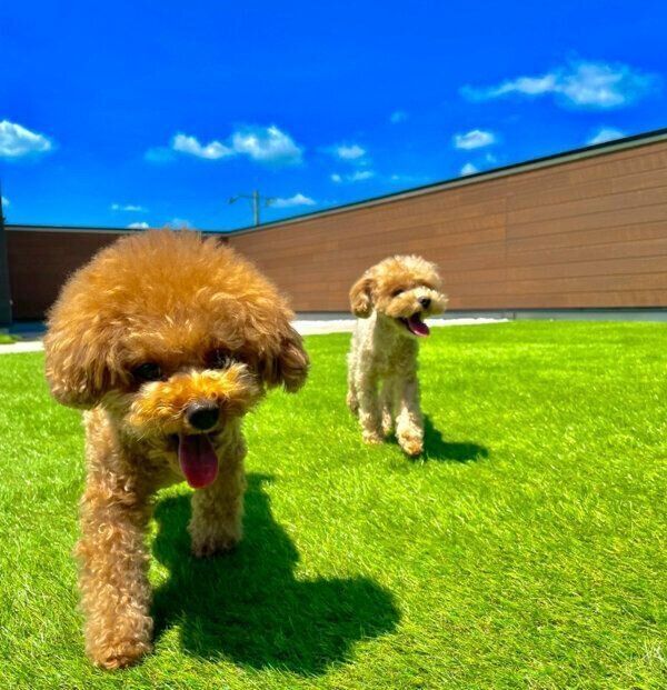 楽しそうなれおくん、らてちゃん