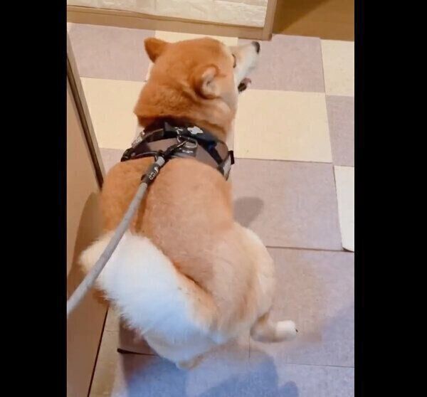 足踏みをする栗太郎くん