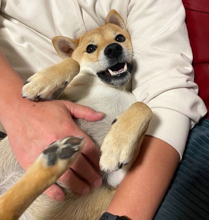 イタズラをして捕獲されたカイくん