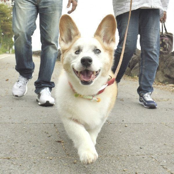 失明してからは積極的に散歩に出る機会は減ったものの、体調がいいときは散歩に出ることも。左目で光を感じながら、比較的まっすぐに歩きます。