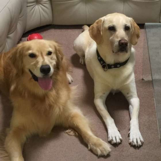 寄り添うラブラドール・レトリーバーとゴールデン・レトリーバー