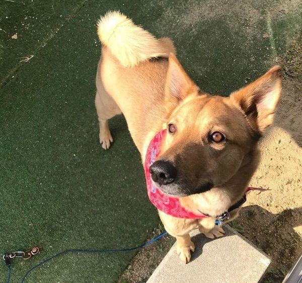 元保護犬・こたろうくん