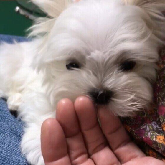 マルチーズのフクちゃん