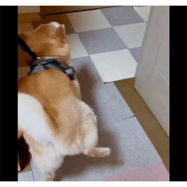 ご機嫌な栗太郎くん