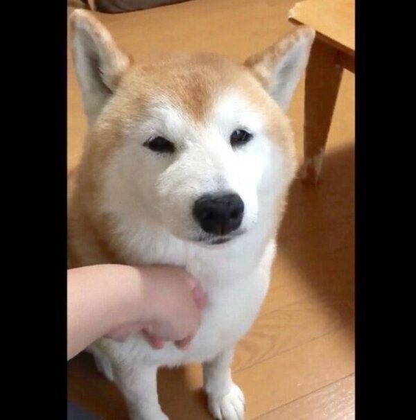 見つめるロペさん