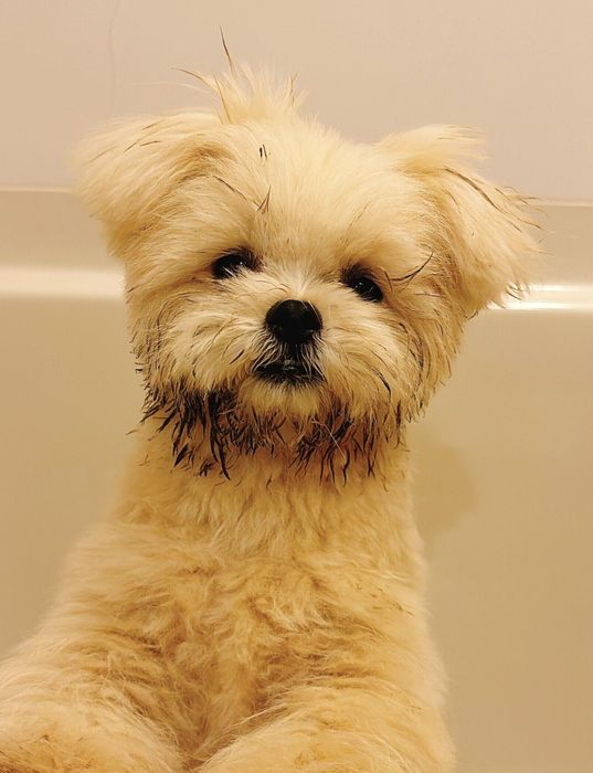 お風呂で撮影された1枚 悲しげな表情をするおこめちゃん